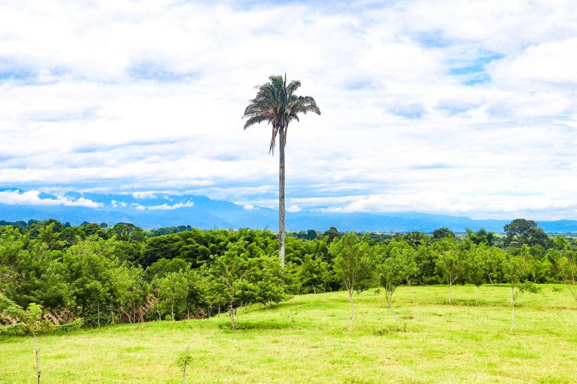 מונטנגרו Hotel Quindio Campestre מראה חיצוני תמונה
